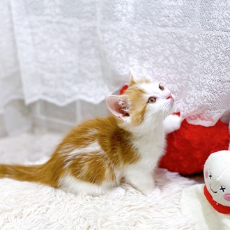 滋賀県のマンチカン (犬の家＆猫の里長浜店/2026年2月2日生まれ/男の子/レッドタビーホワイト)の子猫の4枚目の画像