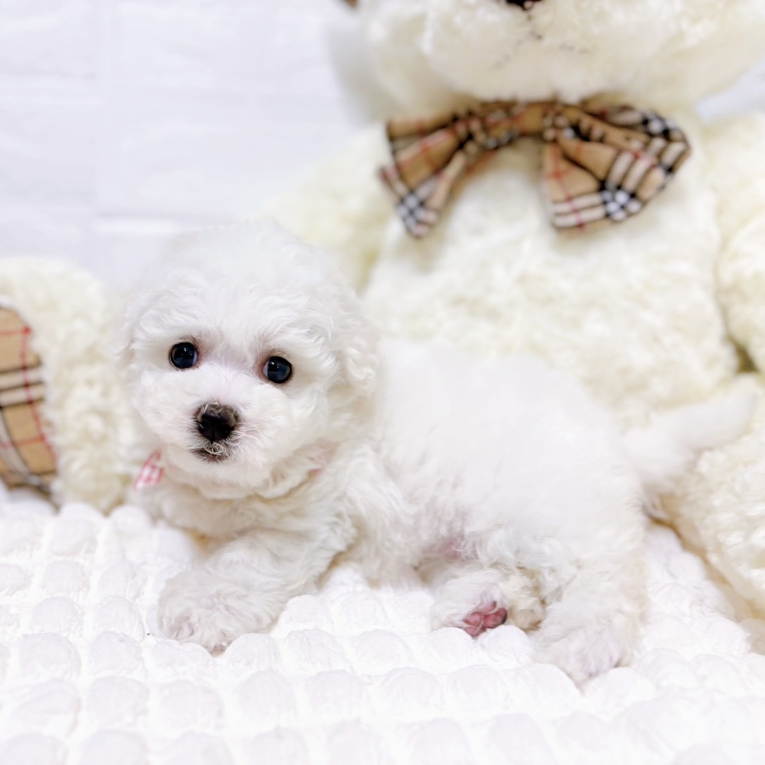 滋賀県のビションフリーゼ (犬の家＆猫の里近江八幡店/2026年2月5日生まれ/女の子/ホワイト)の子犬の4枚目の画像