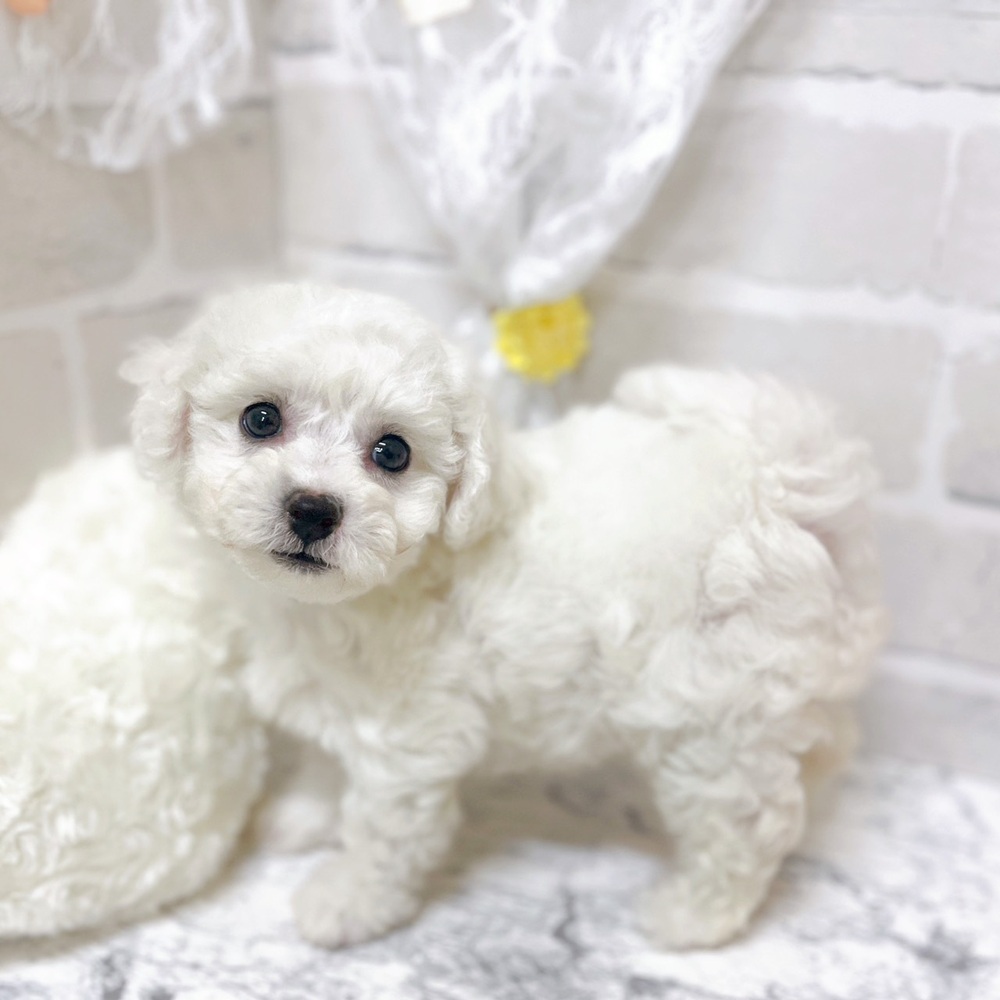 京都府のビションフリーゼ (犬の家＆猫の里京都精華店/2026年2月5日生まれ/女の子/ホワイト)の子犬の4枚目の画像