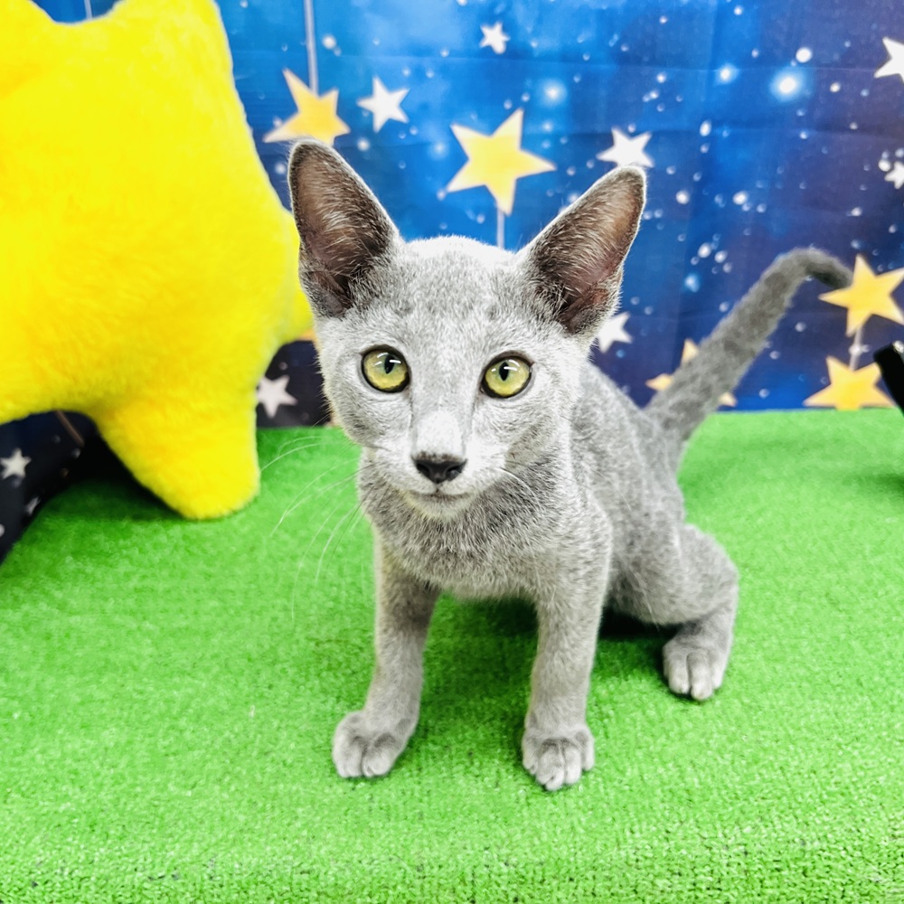 ロシアンブルーの毛色の種類と気になる抜け毛について | ペット