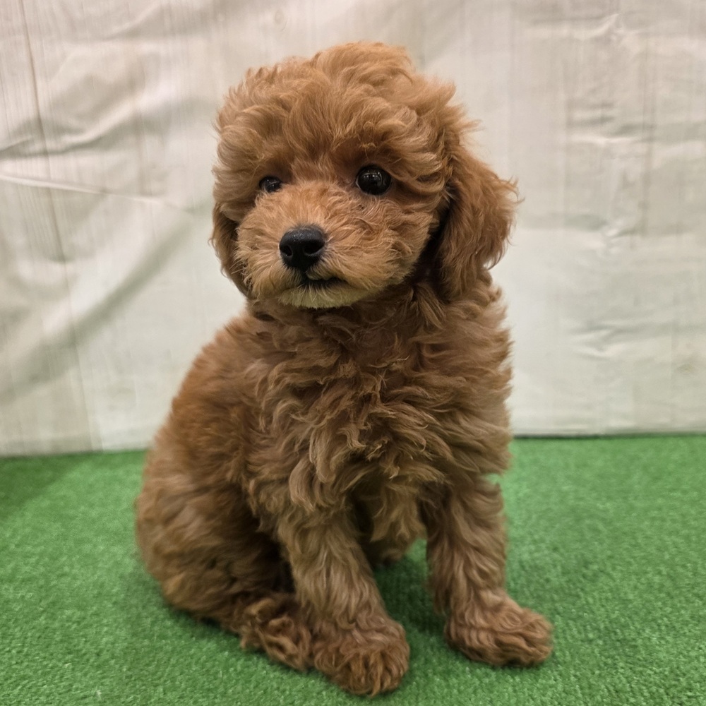 三重県のトイプードル(トイ) (犬の家＆猫の里三重桑名店/2025年7月30日生まれ/男の子/レッドフォーン)の子犬の1枚目の画像