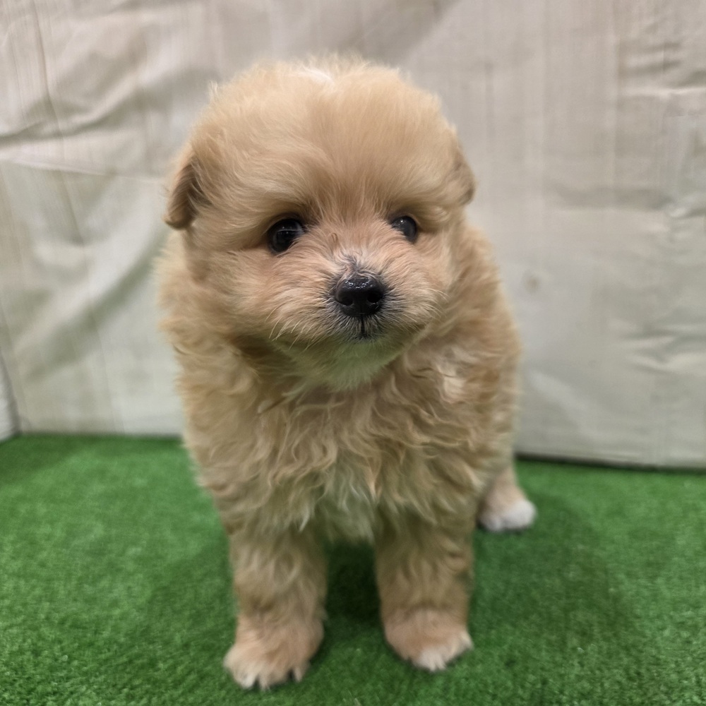 三重県のポメプー(ポメラニアン×プードル) (犬の家＆猫の里三重桑名店/2025年7月29日生まれ/男の子/アプリコット)の子犬の4枚目の画像