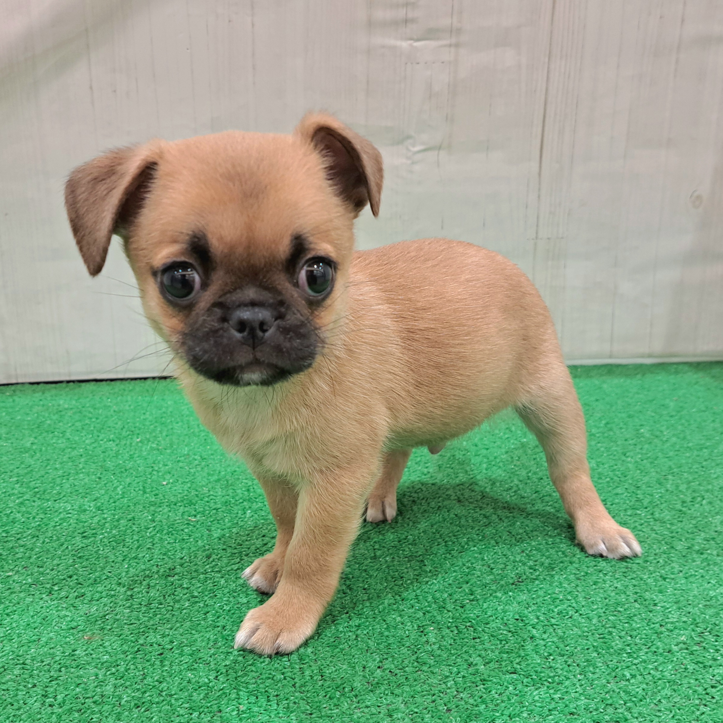 三重県のチワパグ/パグチー(チワワ×パグ) (犬の家＆猫の里三重桑名店/2025年9月3日生まれ/男の子/フォーン)の子犬の4枚目の画像