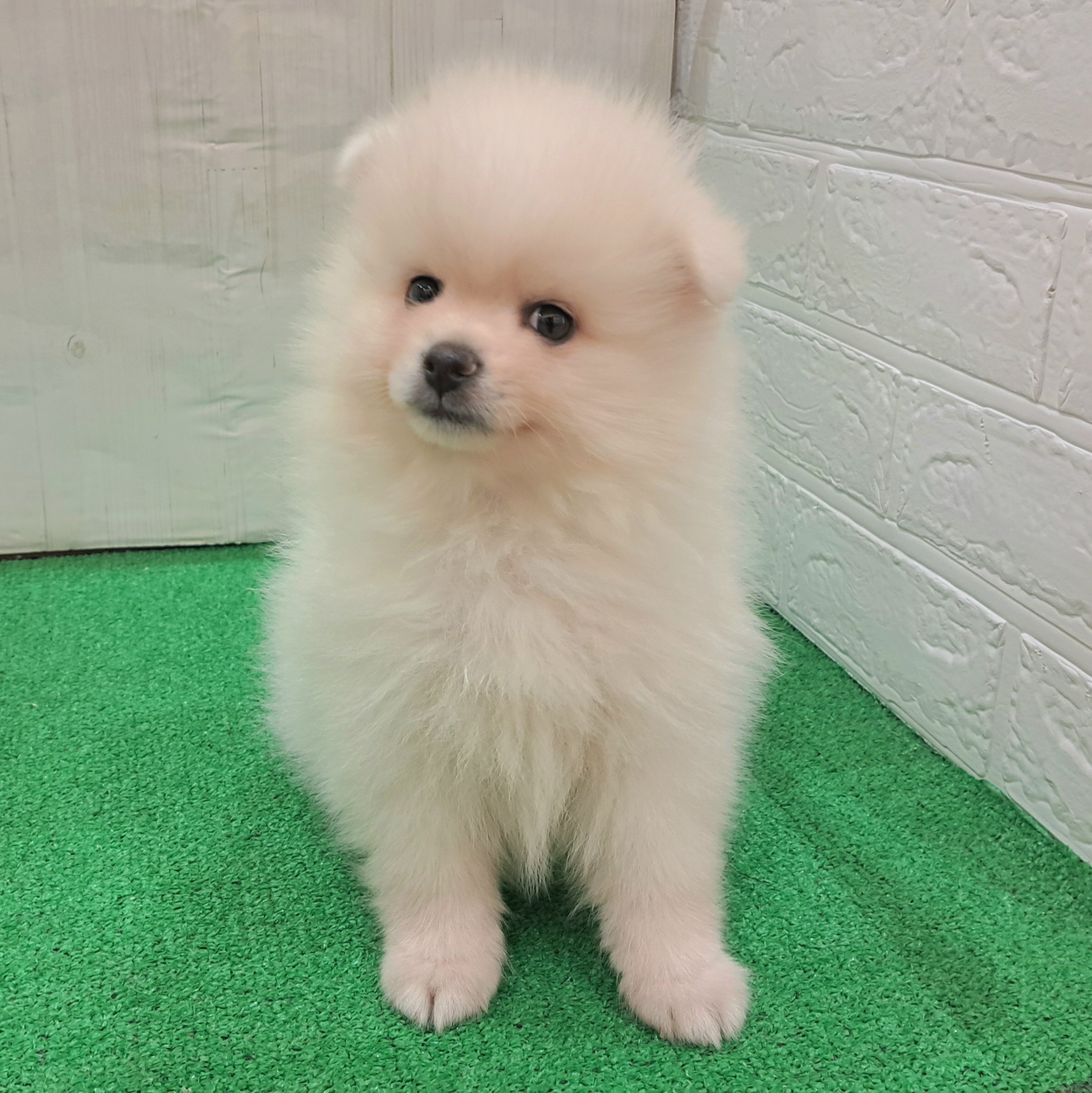 三重県のポメラニアン (犬の家＆猫の里三重桑名店/2025年8月26日生まれ/男の子/クリーム)の子犬の4枚目の画像