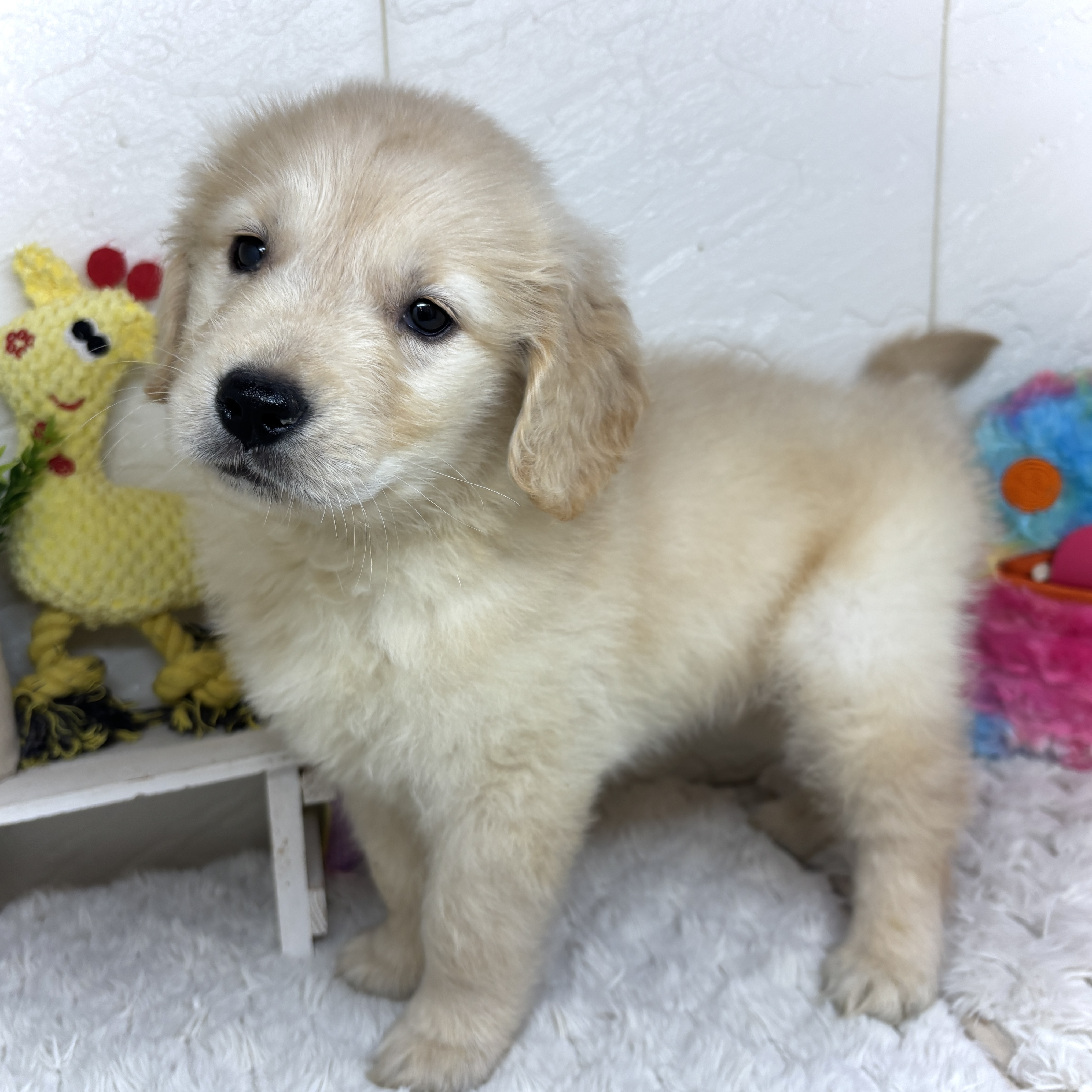 兵庫県のゴールデンレトリバー (犬の家＆猫の里ゆめタウン姫路店/2026年2月5日生まれ/男の子/ゴールデン)の子犬の4枚目の画像
