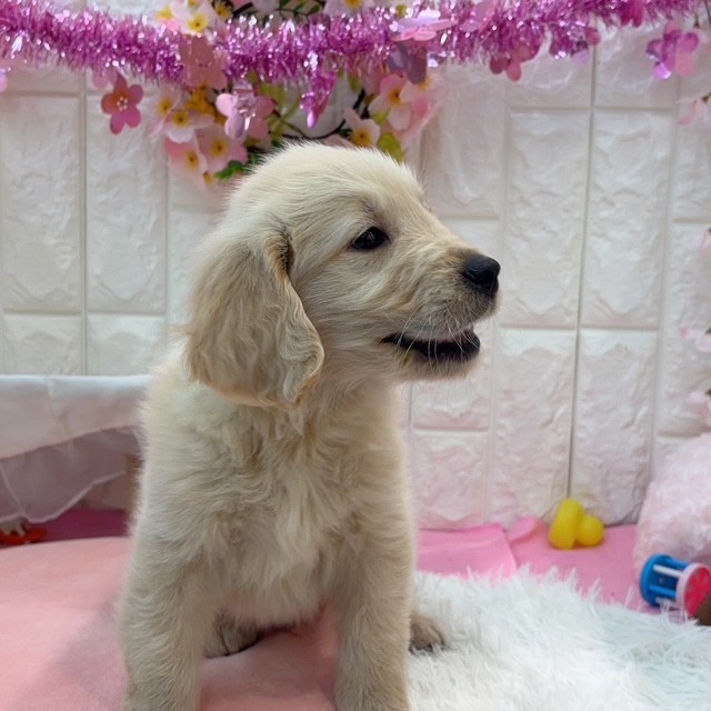 岡山県のゴールデンレトリバー (犬の家＆猫の里倉敷店/2026年2月5日生まれ/男の子/ゴールデン)の子犬の4枚目の画像