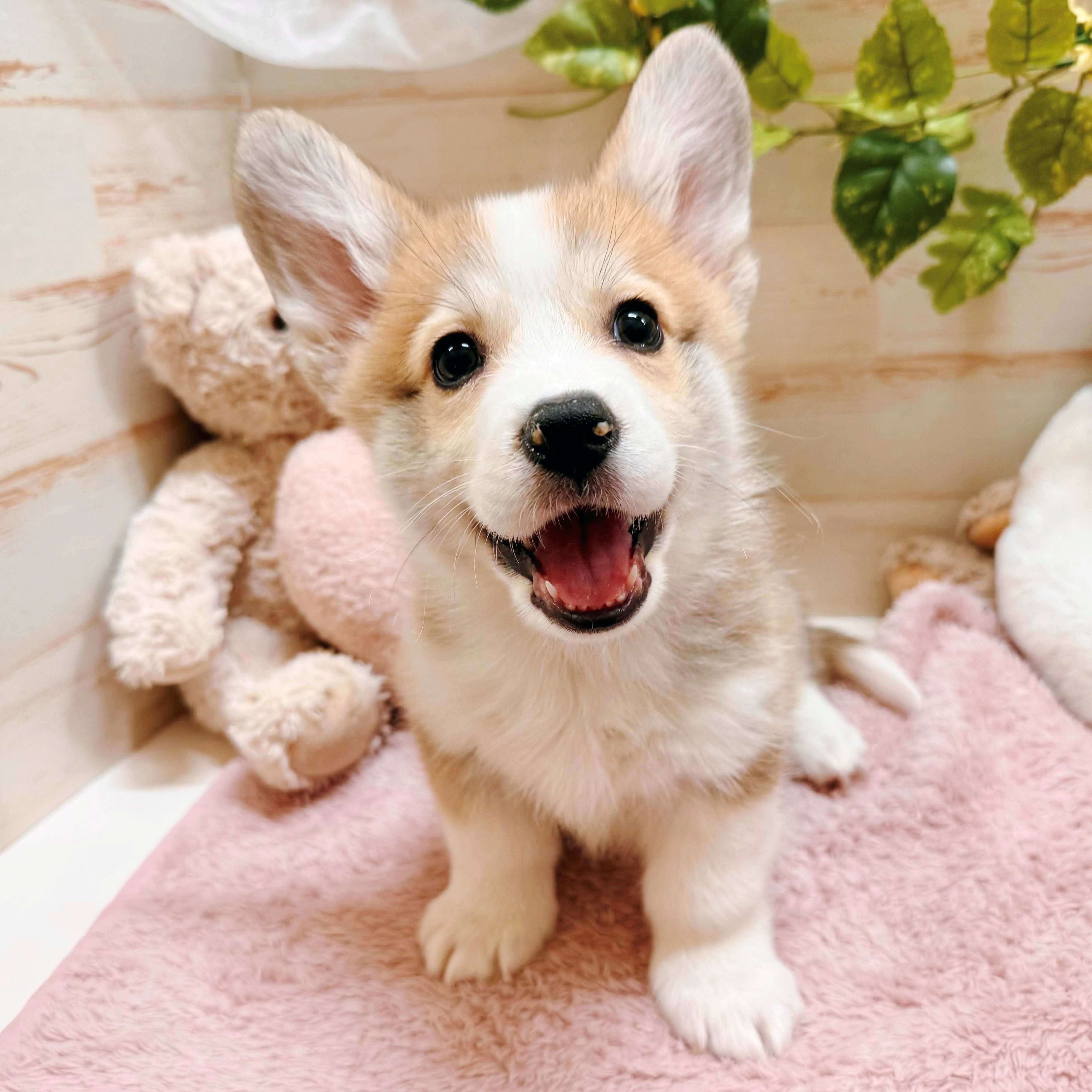 兵庫県のウェルシュコーギーペンブローク (犬の家＆猫の里神戸店/2026年2月5日生まれ/男の子/セーブルホワイト)の子犬の4枚目の画像