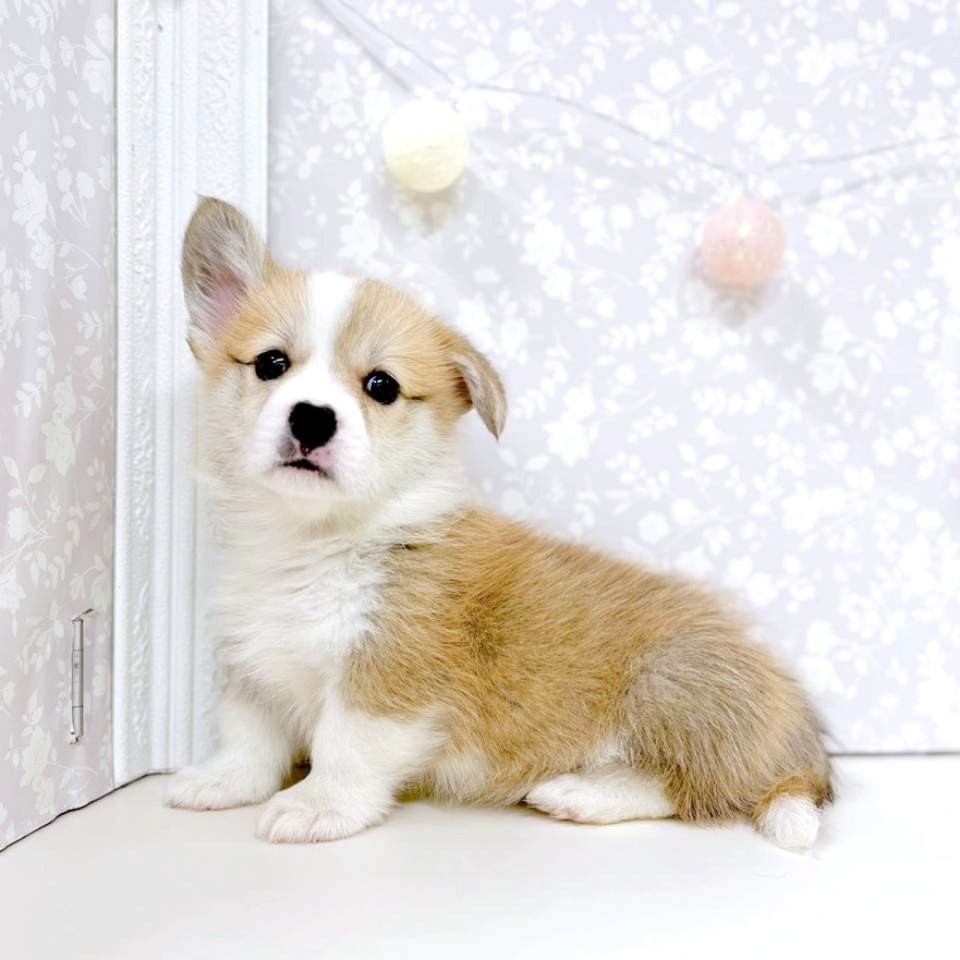 富山県のウェルシュコーギーペンブローク (犬の家＆猫の里アミーゴ高岡蓮花寺店/2026年2月5日生まれ/男の子/レッドホワイト)の子犬の4枚目の画像