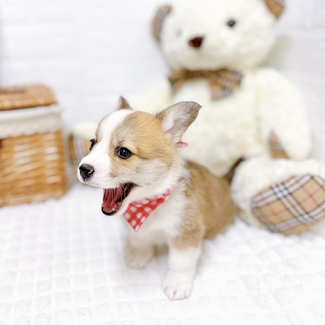 滋賀県のウェルシュコーギーペンブローク (犬の家＆猫の里近江八幡店/2026年2月5日生まれ/女の子/セーブルホワイト)の子犬の4枚目の画像