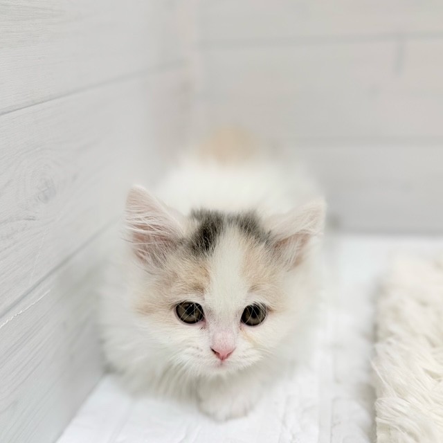 愛知県のミヌエット (犬の家＆猫の里豊田店/2026年2月5日生まれ/女の子/ダイリュートキャリコ)の子猫の4枚目の画像