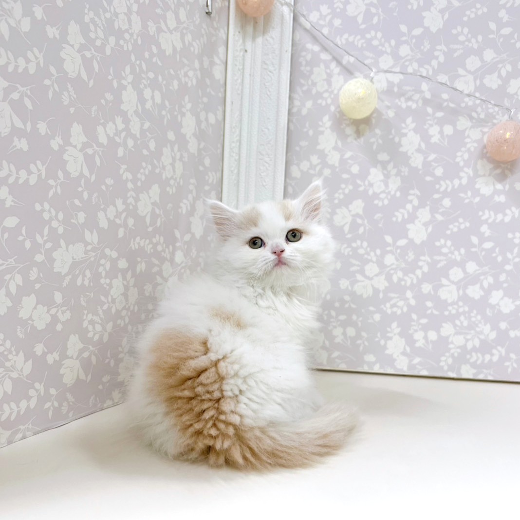 富山県のミヌエット (犬の家＆猫の里アミーゴ高岡蓮花寺店/2026年2月5日生まれ/女の子/クリームタビーホワイト)の子猫の4枚目の画像