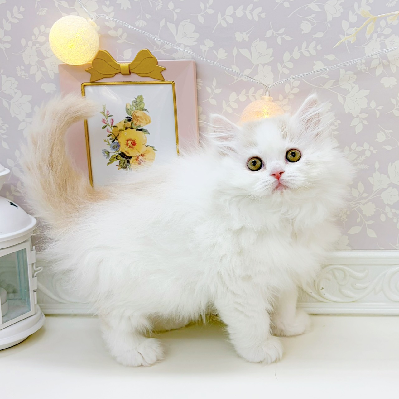 富山県のミヌエット (犬の家＆猫の里富山店/2026年2月5日生まれ/女の子/クリームタビーホワイト)の子猫の4枚目の画像