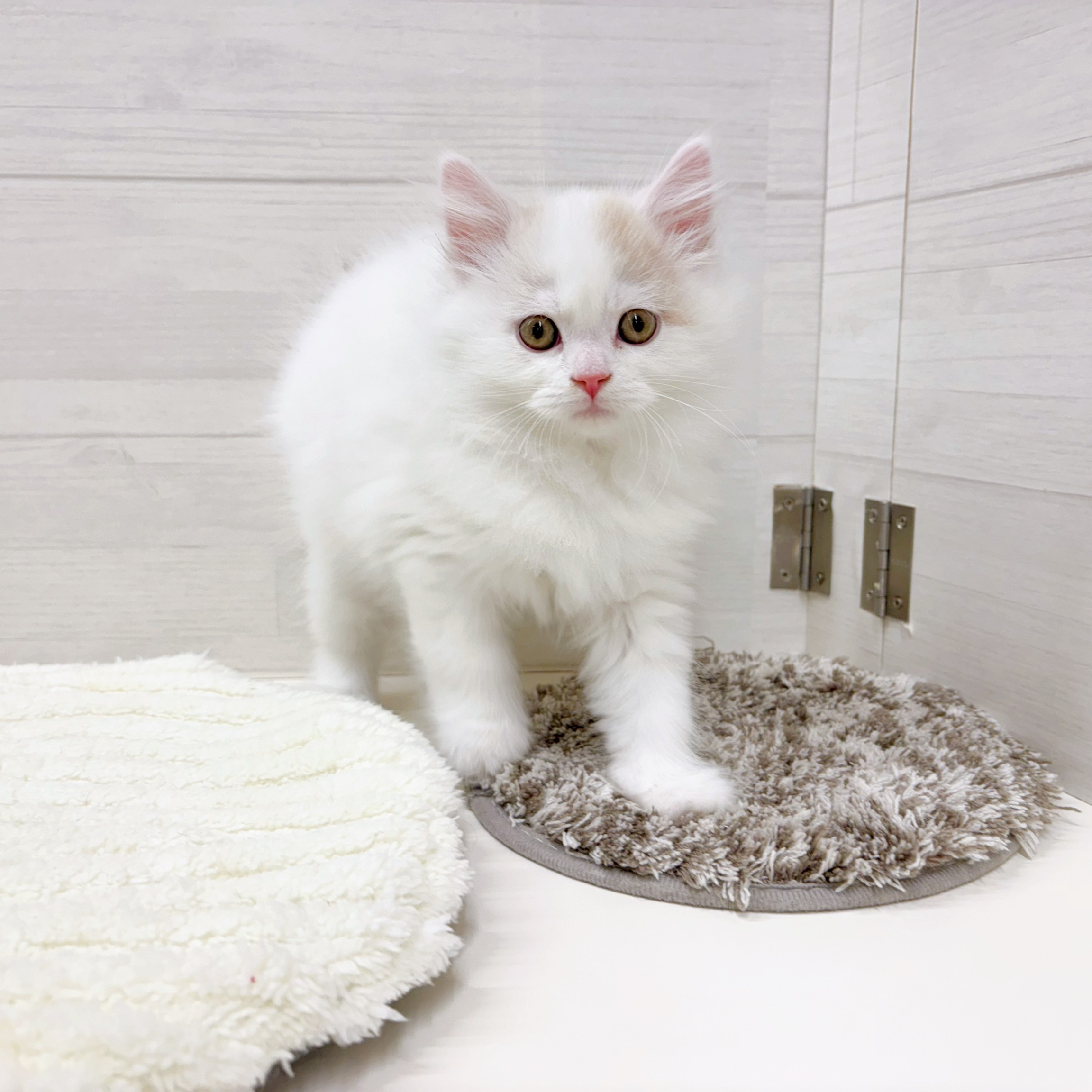 石川県のミヌエット (犬の家＆猫の里アミーゴ金沢おこばた店/2026年2月5日生まれ/男の子/クリームタビーホワイトバン)の子猫の4枚目の画像