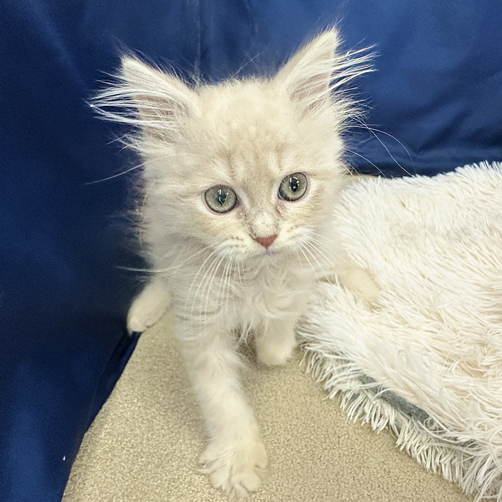 岐阜県のサイベリアン (犬の家＆猫の里中津川店/2026年2月5日生まれ/男の子/クリームタビー)の子猫の4枚目の画像