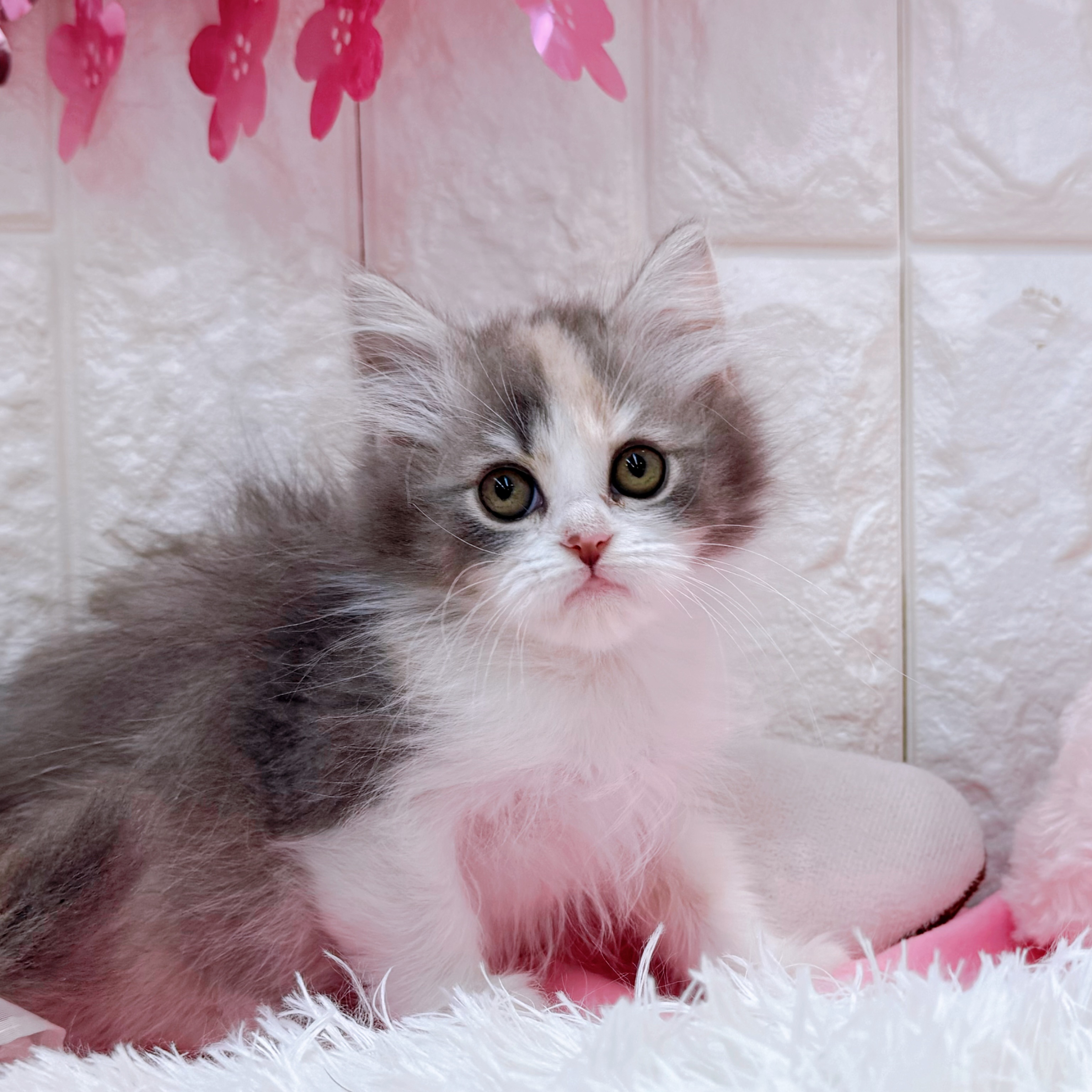 岡山県のサイベリアン (犬の家＆猫の里倉敷店/2026年2月5日生まれ/女の子/ブルーパッチドタビーホワイト)の子猫の4枚目の画像