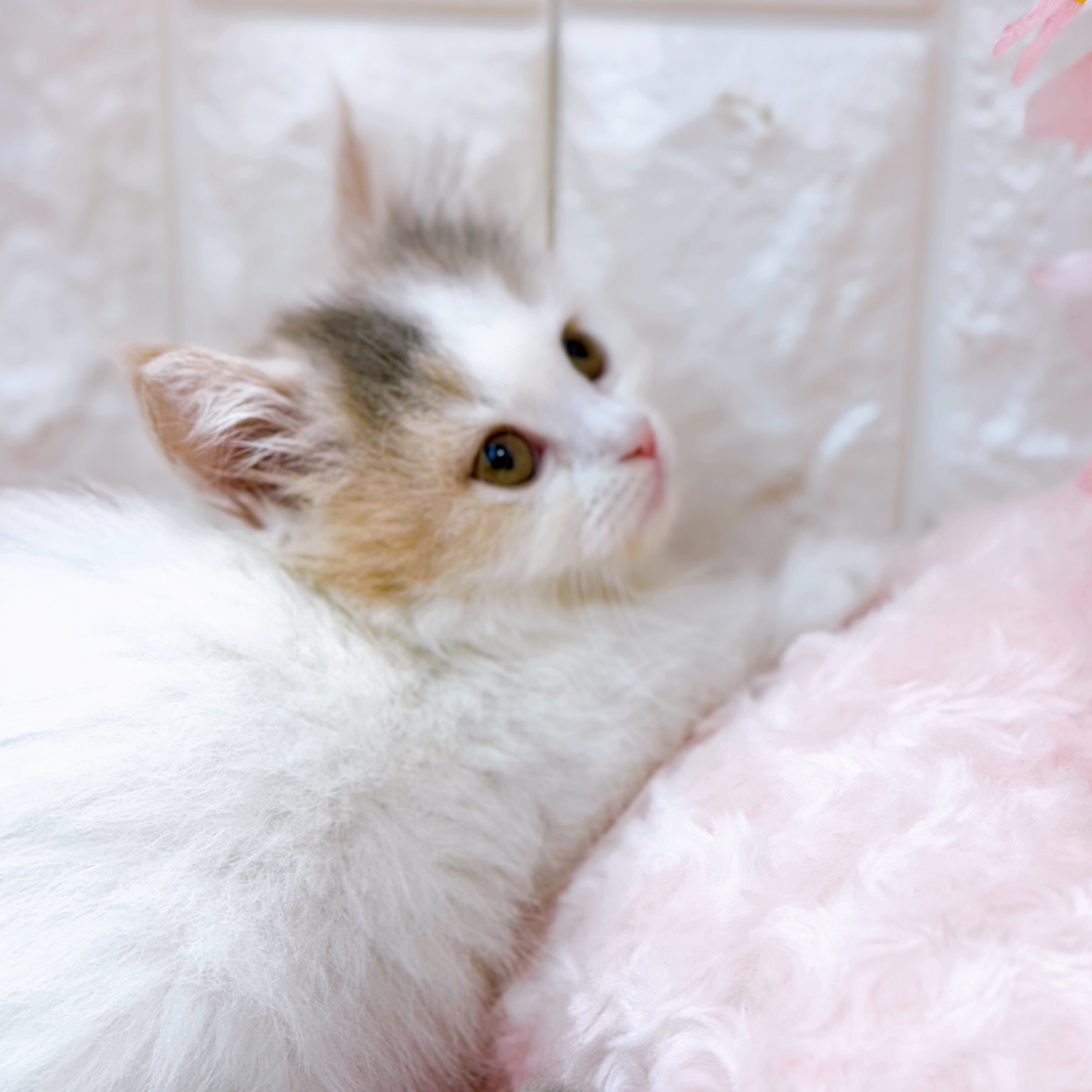 岡山県のスコティッシュフォールド (犬の家＆猫の里倉敷店/2026年1月26日生まれ/女の子/ブルーパッチドタビーホワイト)の子猫の4枚目の画像