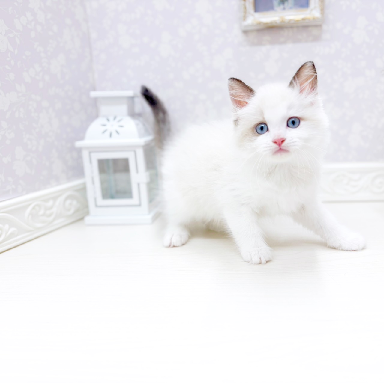 富山県のラグドール (犬の家＆猫の里アミーゴ山室店/2026年2月4日生まれ/男の子/シールポイントバイカラー)の子猫の4枚目の画像