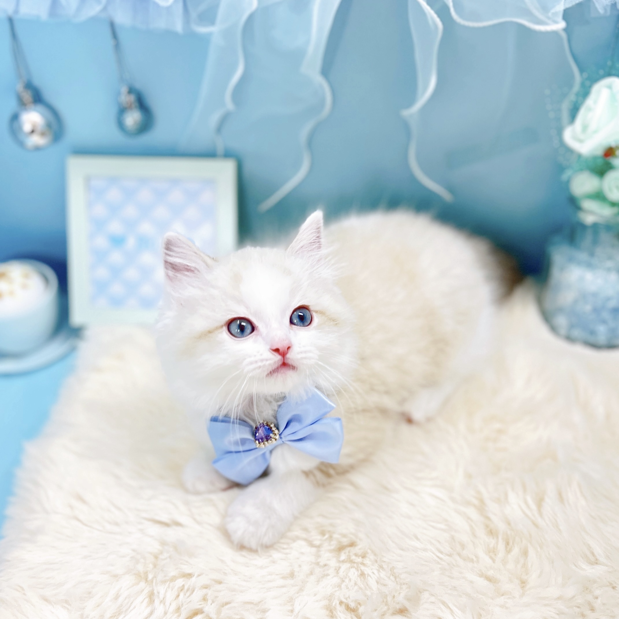 福井県のラグドール (犬の家＆猫の里アミーゴ福井大和田店/2026年2月4日生まれ/男の子/ブルーポイントバイカラー)の子猫の4枚目の画像