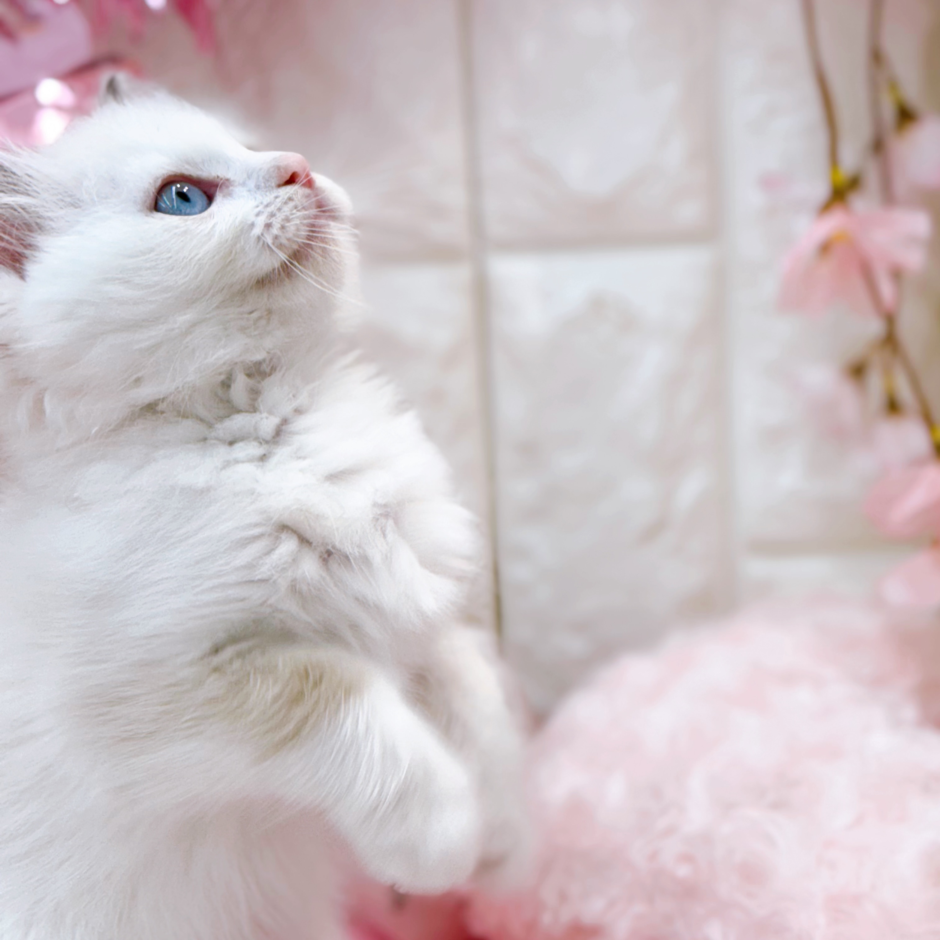 岡山県のラグドール (犬の家＆猫の里倉敷店/2026年2月4日生まれ/女の子/ブルーポイントバイカラー)の子猫の4枚目の画像