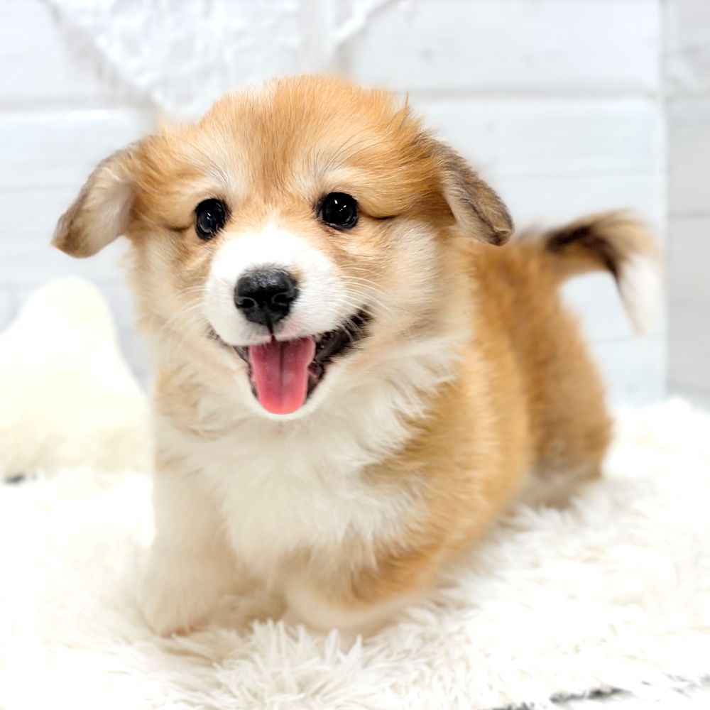 コーギー女の子の写真