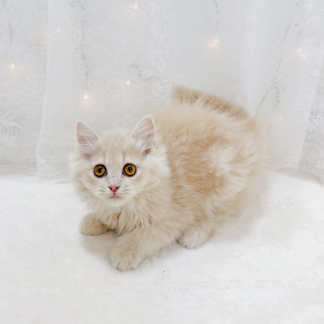 千葉県のミヌエット (犬の家＆猫の里BIGHOPガーデンモール印西店/2026年2月5日生まれ/男の子/クリームタビー)の子猫の4枚目の画像