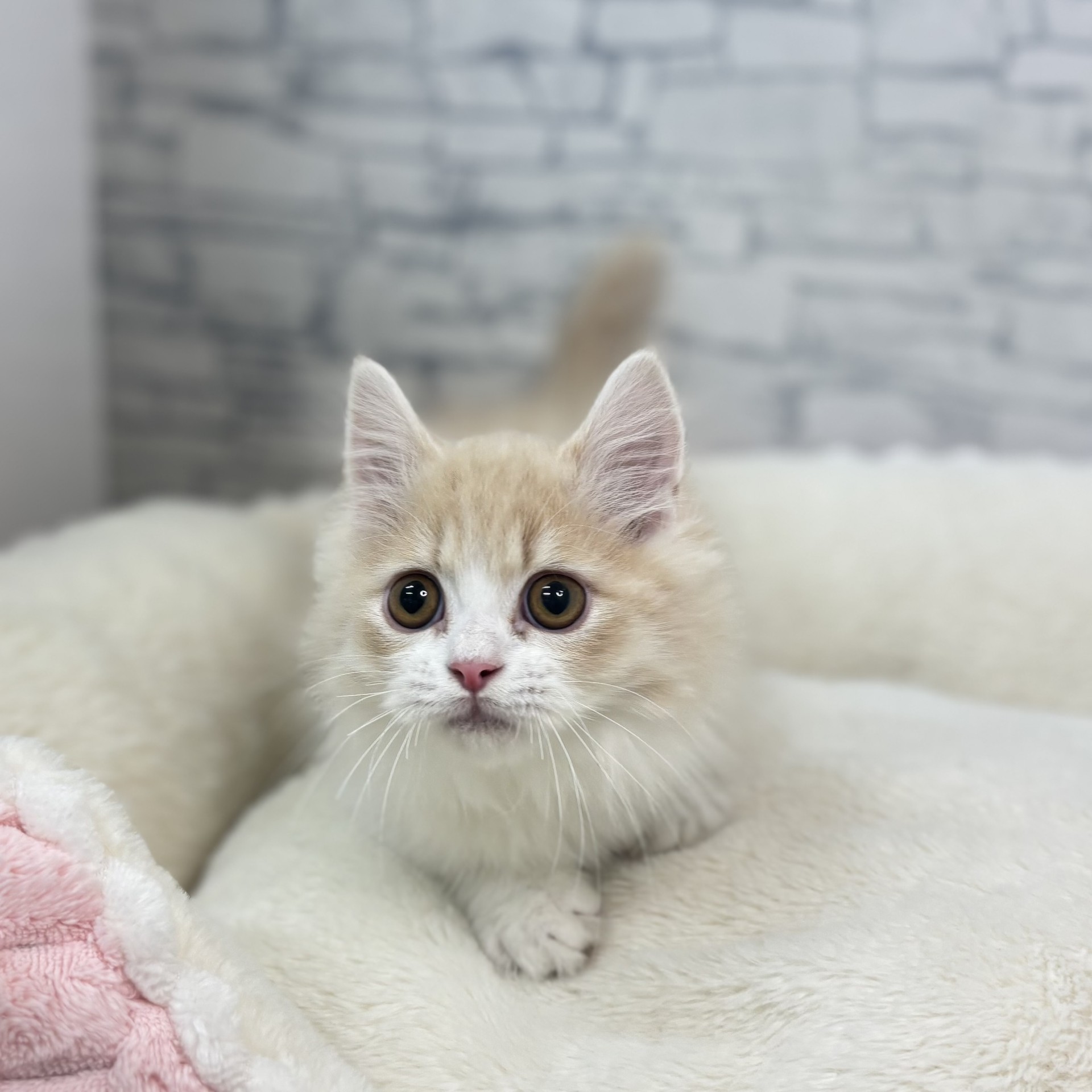 長野県のミヌエット (犬の家＆猫の里長野店/2026年2月5日生まれ/男の子/クリームタビーホワイト)の子猫の4枚目の画像