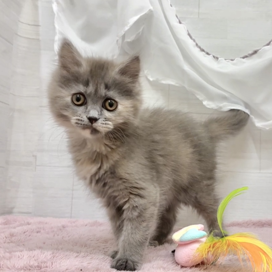 愛知県のミヌエット (犬の家＆猫の里碧南店/2026年2月5日生まれ/女の子/ブルークリーム)の子猫の4枚目の画像