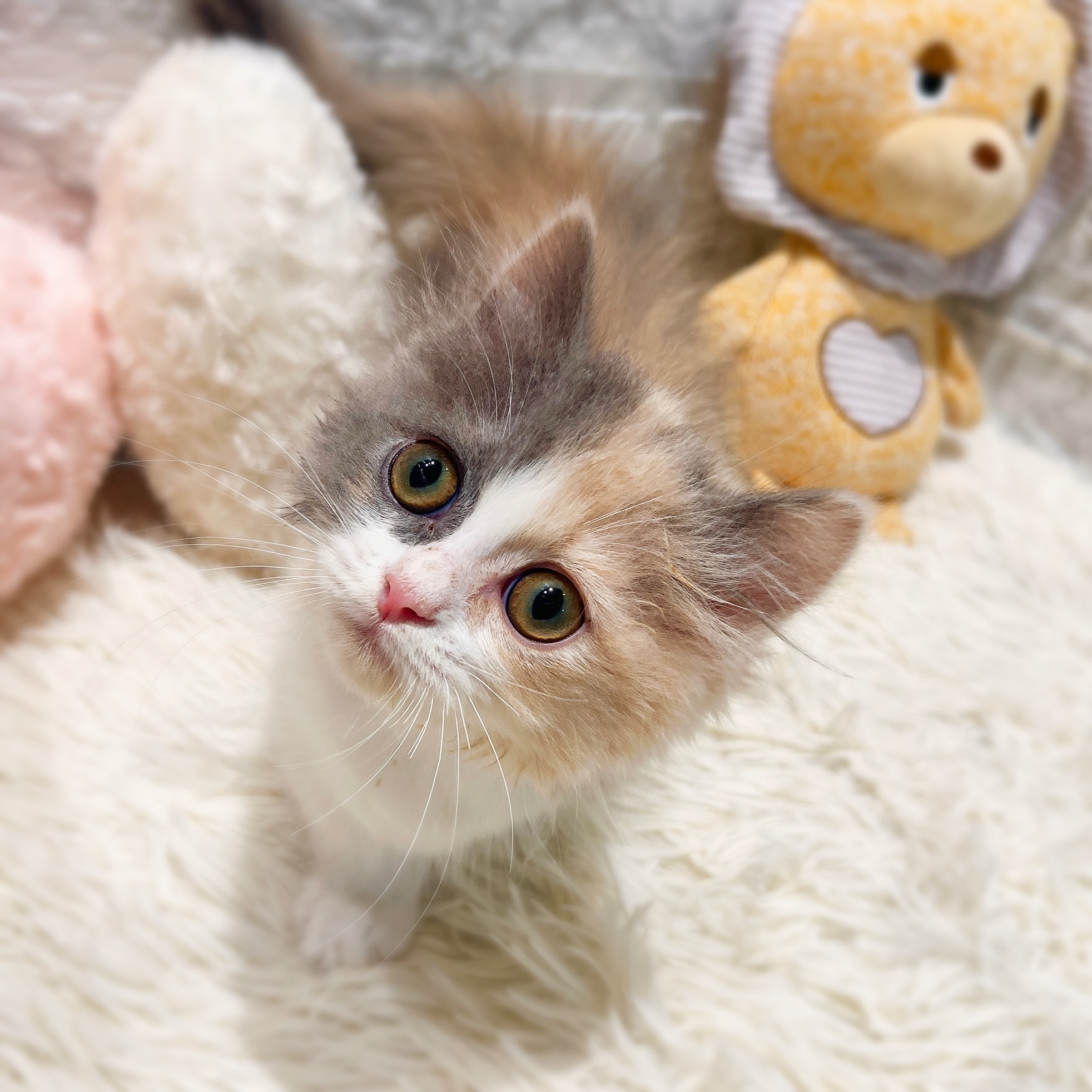 愛知県のミヌエット (犬の家＆猫の里MiO香久山店/2026年2月5日生まれ/女の子/ブルーパッチドタビーホワイト)の子猫の4枚目の画像