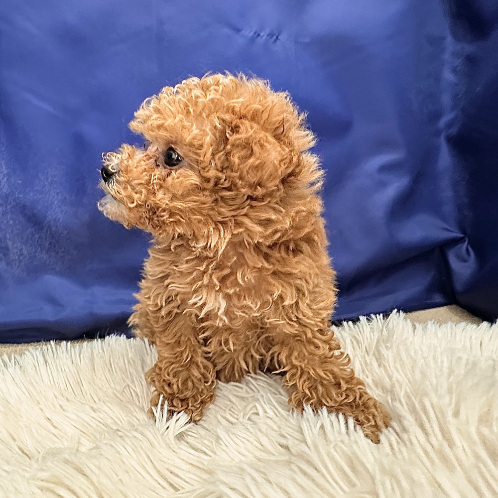 岐阜県のトイプードル(トイ) (犬の家＆猫の里中津川店/2026年2月6日生まれ/男の子/アプリコット)の子犬の4枚目の画像