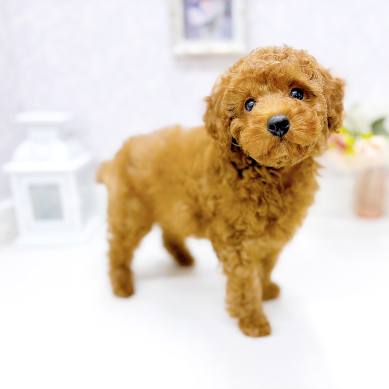 富山県のトイプードル(トイ) (犬の家＆猫の里アミーゴ山室店/2026年1月29日生まれ/男の子/レッドフォーン)の子犬の4枚目の画像