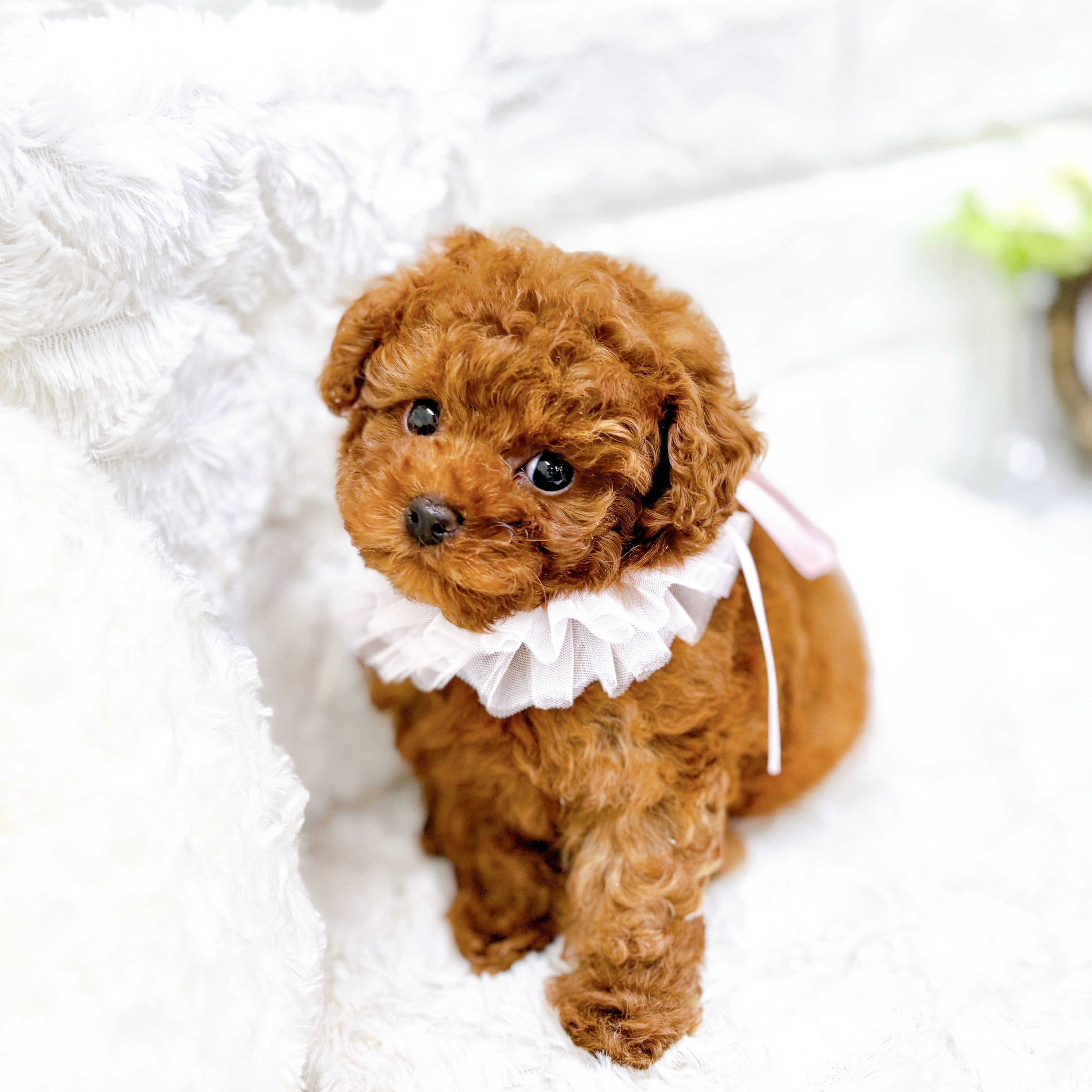 福井県のトイプードル(タイニー) (犬の家＆猫の里アミーゴ福井店/2026年2月6日生まれ/女の子/レッドフォーン)の子犬の4枚目の画像