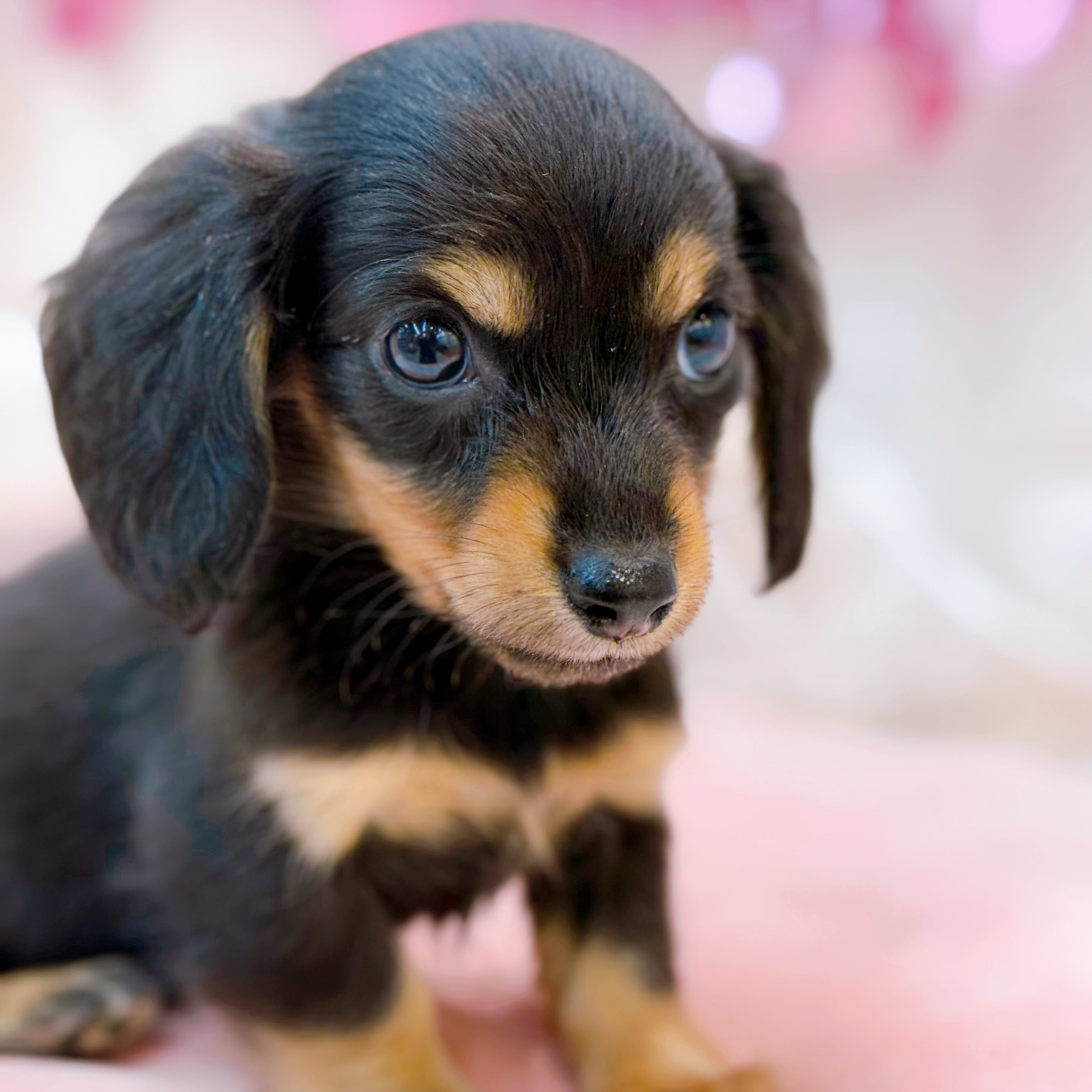 岡山県のカニンヘンダックスフンド(ロング) (犬の家＆猫の里倉敷店/2026年2月5日生まれ/女の子/ブラックタン)の子犬の4枚目の画像