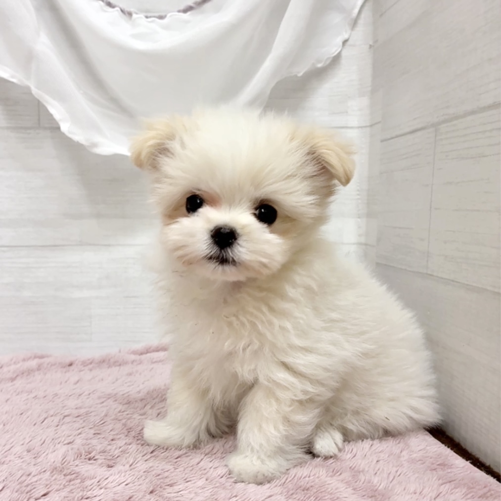 愛知県のポメマル/マルポメ(ポメラニアン×マルチーズ) (犬の家＆猫の里碧南店/2026年2月5日生まれ/男の子/クリームホワイト)の子犬の4枚目の画像