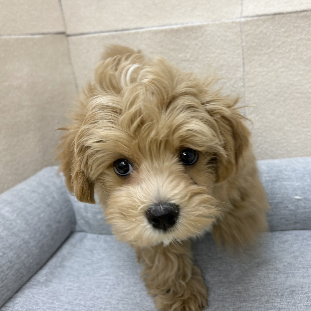 長野県のマルプー(マルチーズ×プードル) (犬の家＆猫の里塩尻店/2026年2月5日生まれ/男の子/アプリコットホワイト)の子犬の4枚目の画像