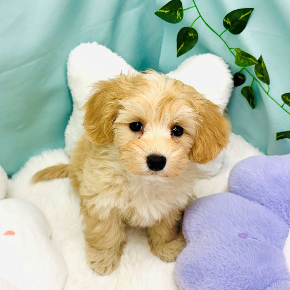愛知県のマルプー(マルチーズ×プードル) (犬の家＆猫の里愛知刈谷店/2026年2月7日生まれ/男の子/アプリコットホワイト)の子犬の4枚目の画像