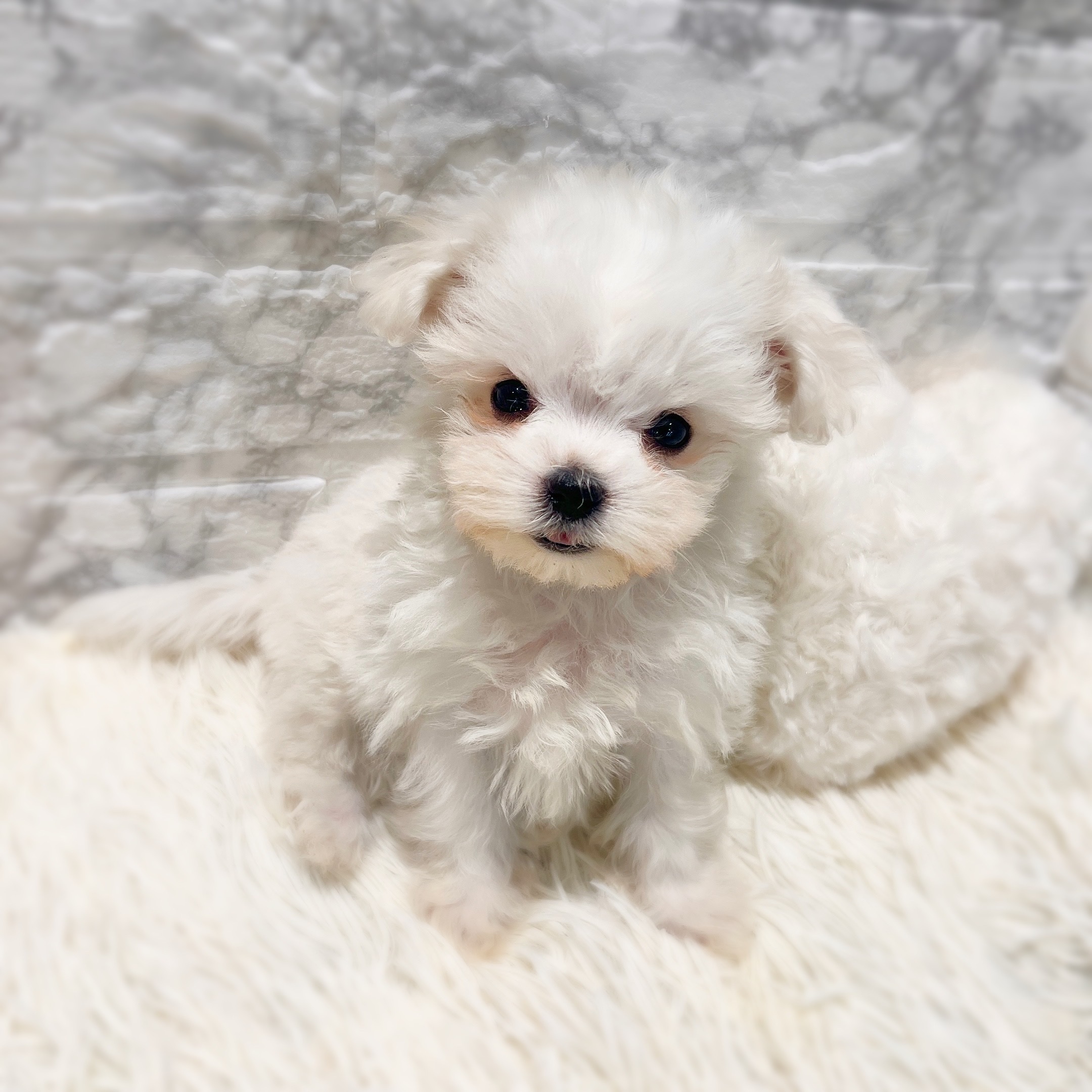 愛知県のハーフ犬・ミックス犬 (犬の家＆猫の里MiO香久山店/2026年2月5日生まれ/男の子/ホワイト)の子犬の4枚目の画像