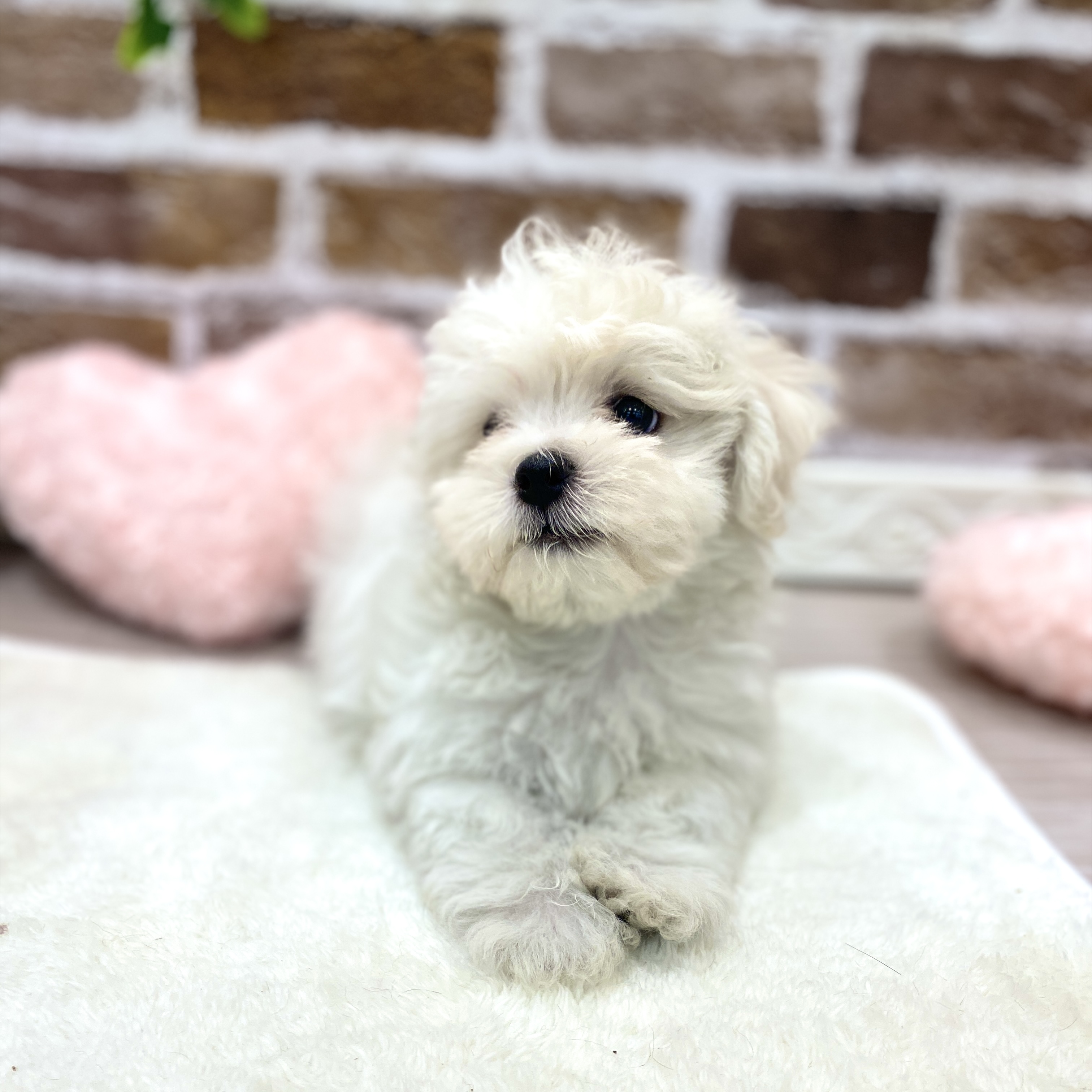 三重県のハーフ犬・ミックス犬 (犬の家＆猫の里三重桑名店/2026年2月5日生まれ/男の子/ホワイトクリーム)の子犬の4枚目の画像