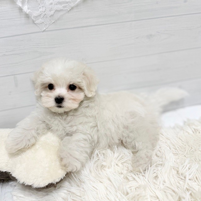 愛知県のハーフ犬・ミックス犬 (犬の家＆猫の里豊田店/2026年2月5日生まれ/女の子/ホワイトクリーム)の子犬の4枚目の画像