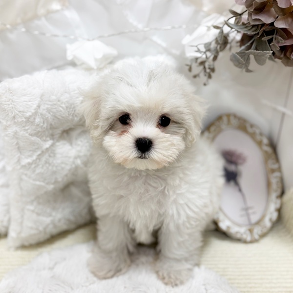 岐阜県のハーフ犬・ミックス犬 (犬の家＆猫の里カラフルタウン岐阜店/2026年2月5日生まれ/女の子/ホワイトクリーム)の子犬の4枚目の画像