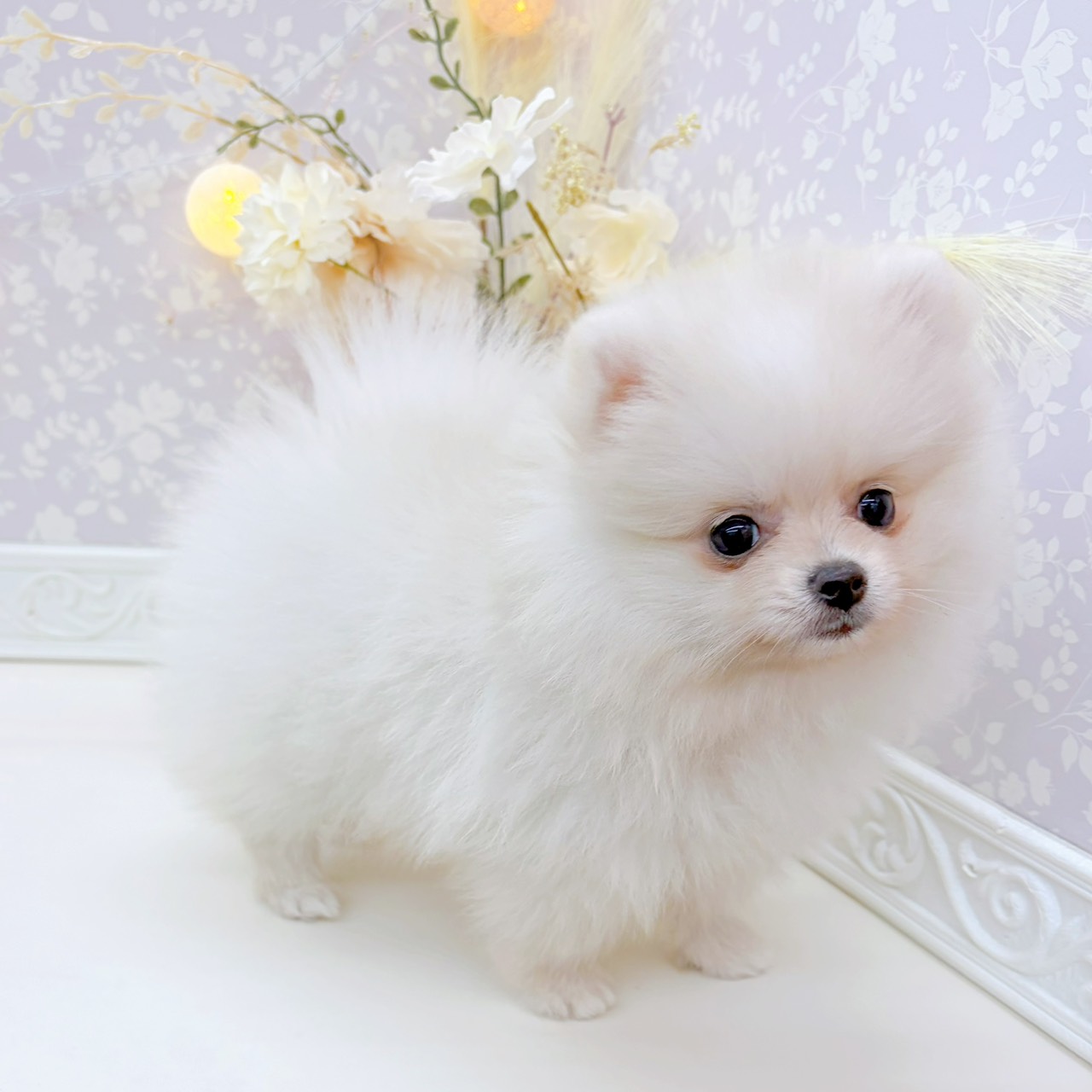 富山県のポメラニアン (犬の家＆猫の里富山店/2026年2月5日生まれ/女の子/クリームホワイト)の子犬の4枚目の画像