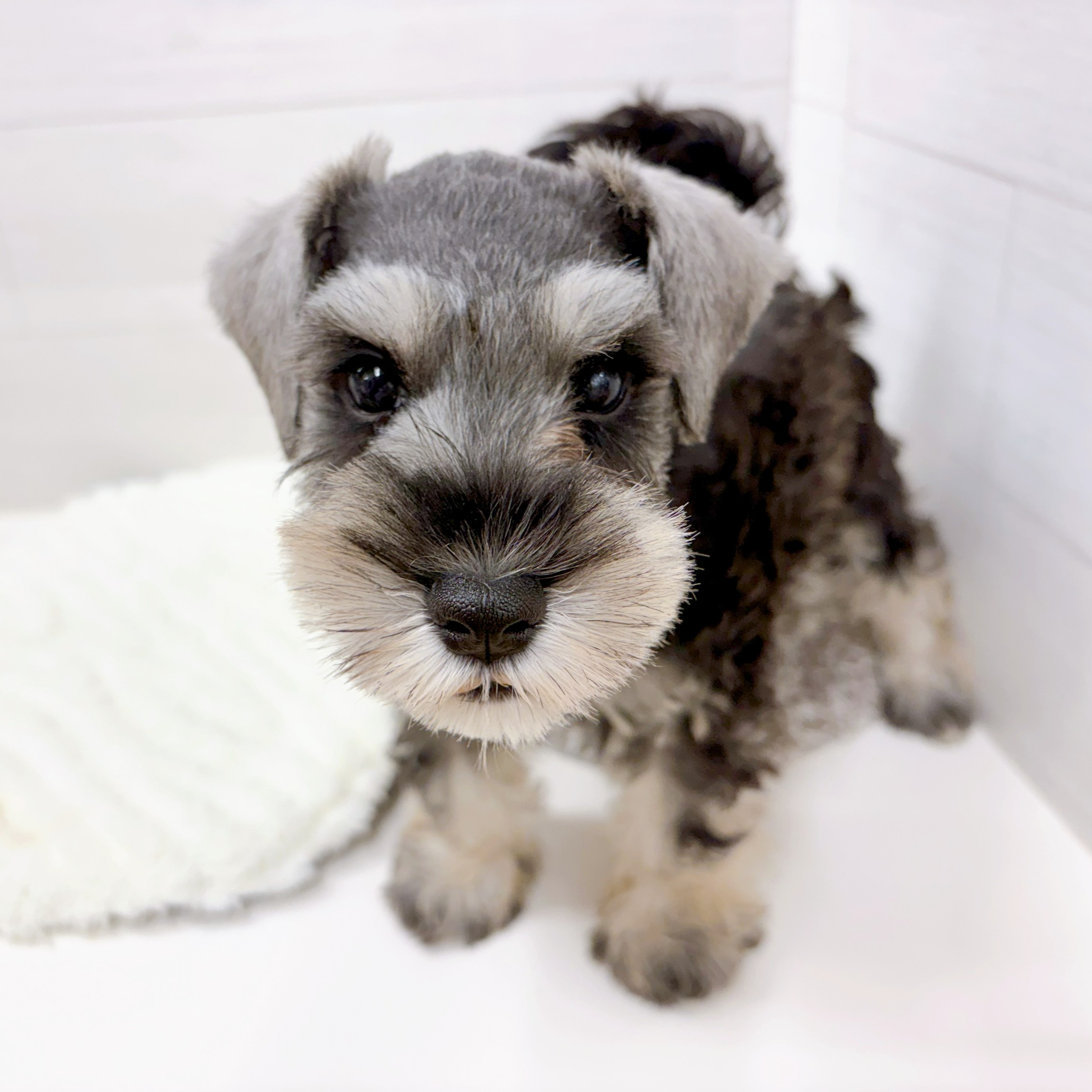 石川県のミニチュアシュナウザー (犬の家＆猫の里アミーゴ金沢おこばた店/2026年2月6日生まれ/男の子/ソルトペッパー)の子犬の4枚目の画像