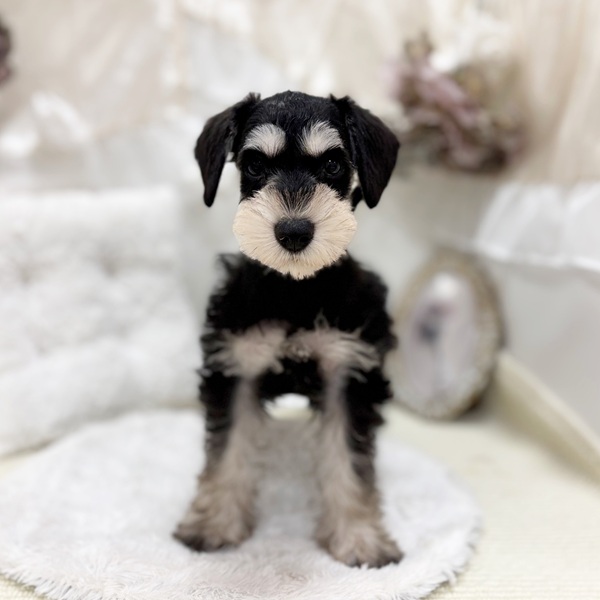 岐阜県のミニチュアシュナウザー (犬の家＆猫の里カラフルタウン岐阜店/2026年2月6日生まれ/女の子/ブラックシルバー)の子犬の4枚目の画像