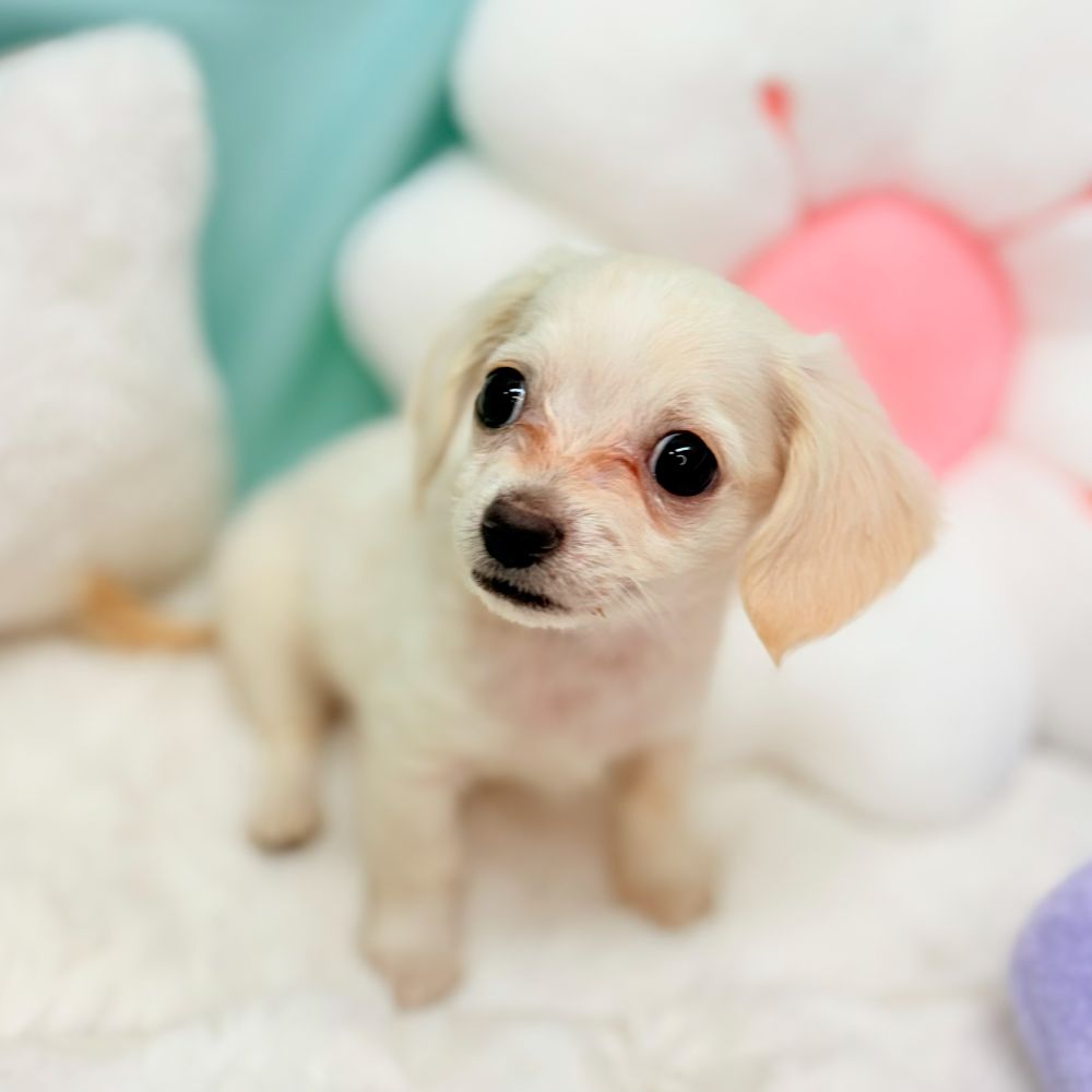 愛知県のチワックス(チワワ×ダックス) (犬の家＆猫の里愛知刈谷店/2026年2月6日生まれ/男の子/クリームホワイト)の子犬の4枚目の画像