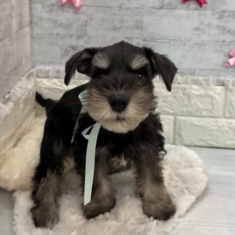 静岡県のミニチュアシュナウザー (犬の家＆猫の里プレ葉ウォーク浜北店/2026年2月6日生まれ/男の子/ブラックシルバー)の子犬の4枚目の画像