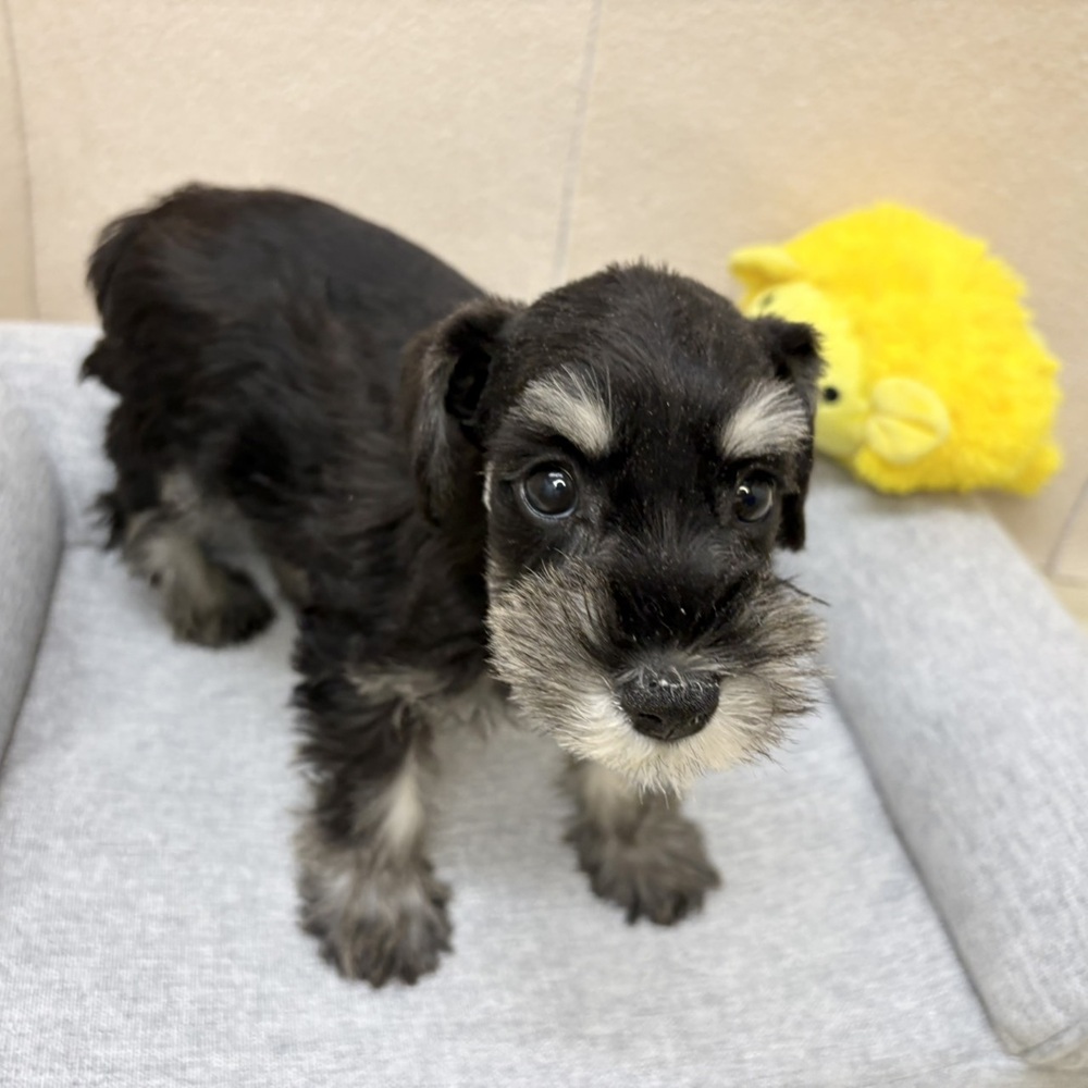 長野県のミニチュアシュナウザー (犬の家＆猫の里塩尻店/2026年2月6日生まれ/女の子/ブラックシルバー)の子犬の4枚目の画像