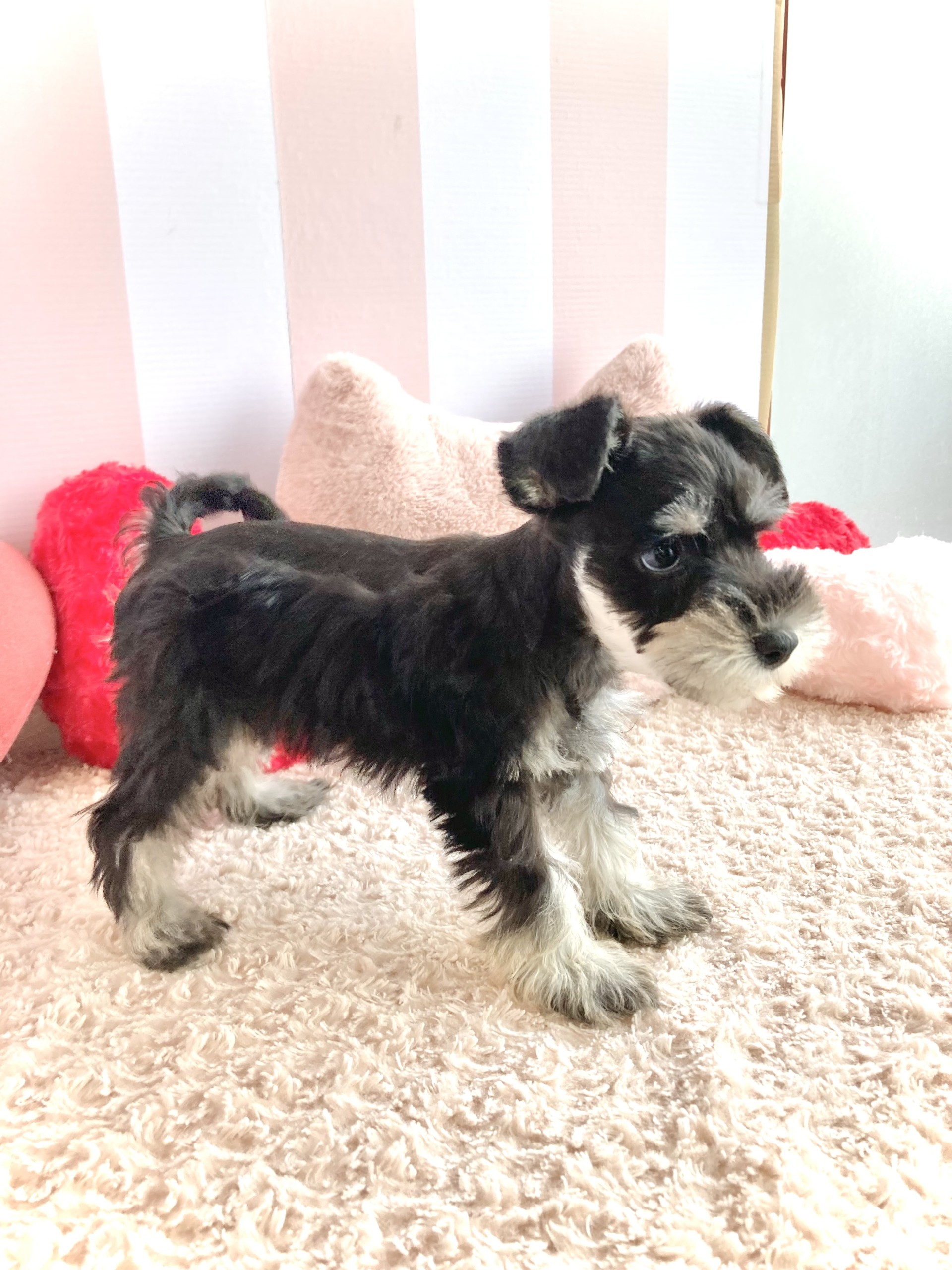 岡山県のミニチュアシュナウザー (犬の家＆猫の里倉敷中庄店/2026年2月6日生まれ/女の子/ブラックシルバー)の子犬の4枚目の画像