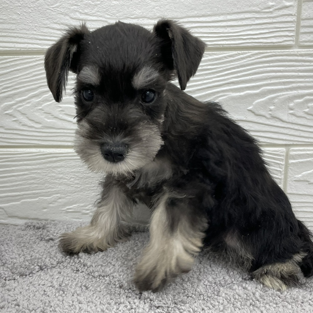 愛知県のミニチュアシュナウザー (犬の家＆猫の里七宝店/2026年2月6日生まれ/女の子/ブラックシルバー)の子犬の4枚目の画像