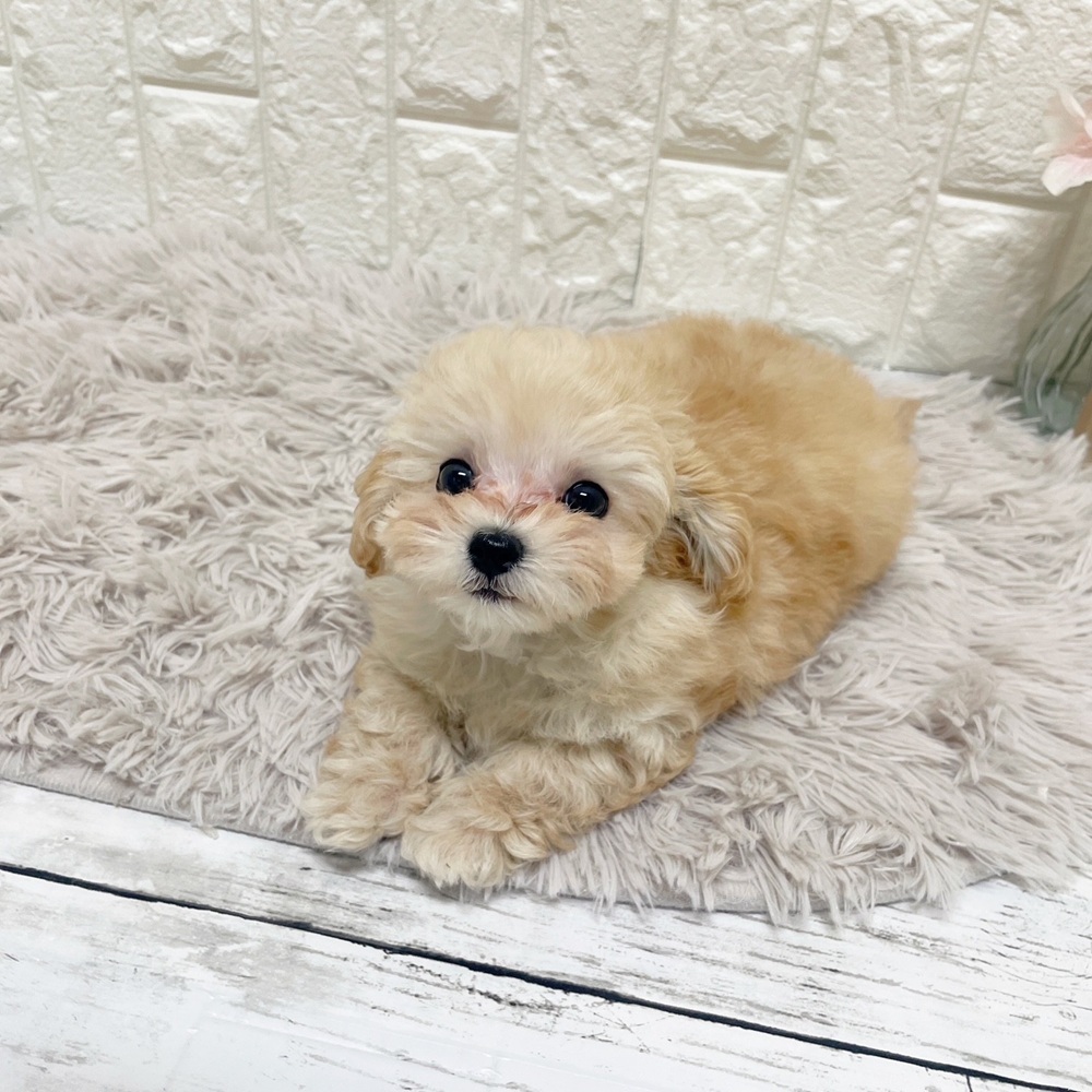 岡山県のマルプー(マルチーズ×プードル) (犬の家＆猫の里岡山店/2026年2月7日生まれ/女の子/クリーム)の子犬の4枚目の画像