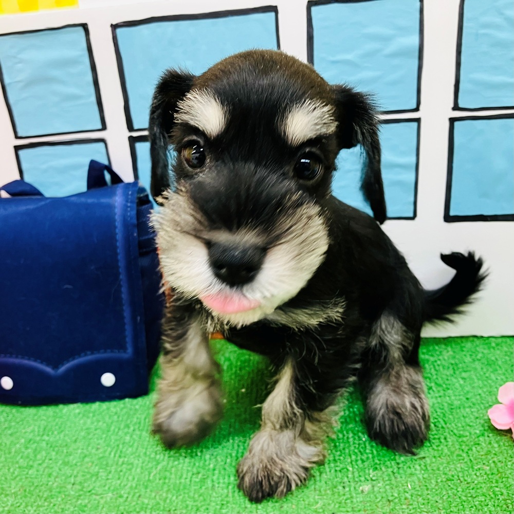 愛知県のミニチュアシュナウザー (犬の家＆猫の里名古屋天白店/2026年2月7日生まれ/女の子/ブラックシルバー)の子犬の4枚目の画像