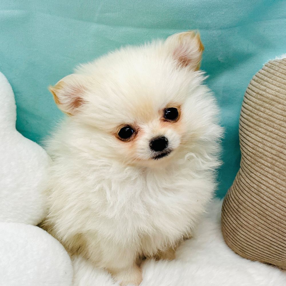 愛知県のポメチワ/チワポメ/ポメチー(ポメラニアン×チワワ) (犬の家＆猫の里愛知刈谷店/2026年2月8日生まれ/男の子/クリーム)の子犬の4枚目の画像